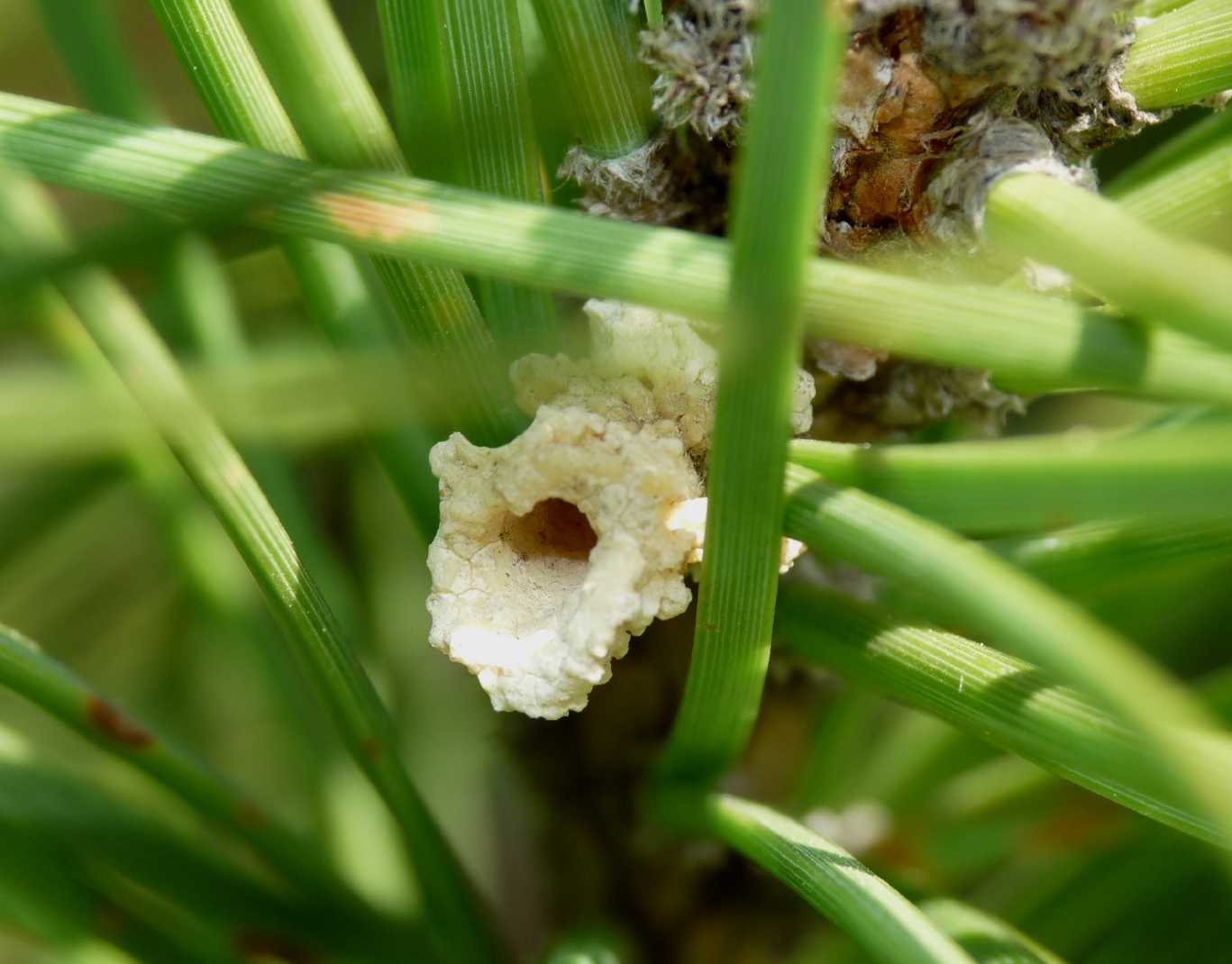 Strana formazione su una gemma di pino